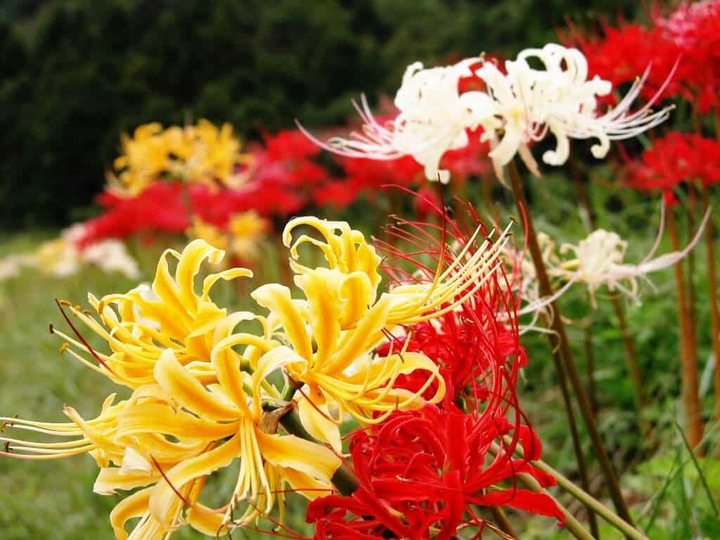 Hoa Bỉ Ngạn tên khoa học là Lycoris Radiata Hoa Bỉ Ngạn tên khoa học là Lycoris Radiata