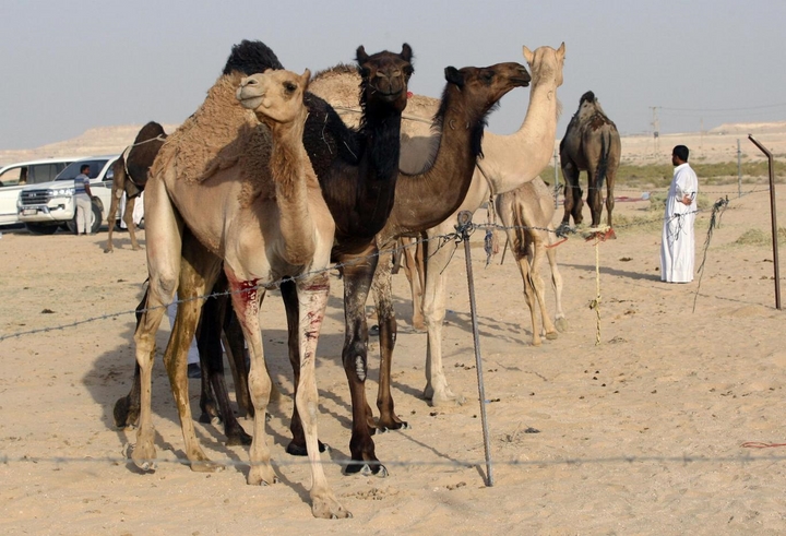 UAE nổi tiếng với giải đua lạc đà UAE nổi tiếng với giải đua lạc đà
